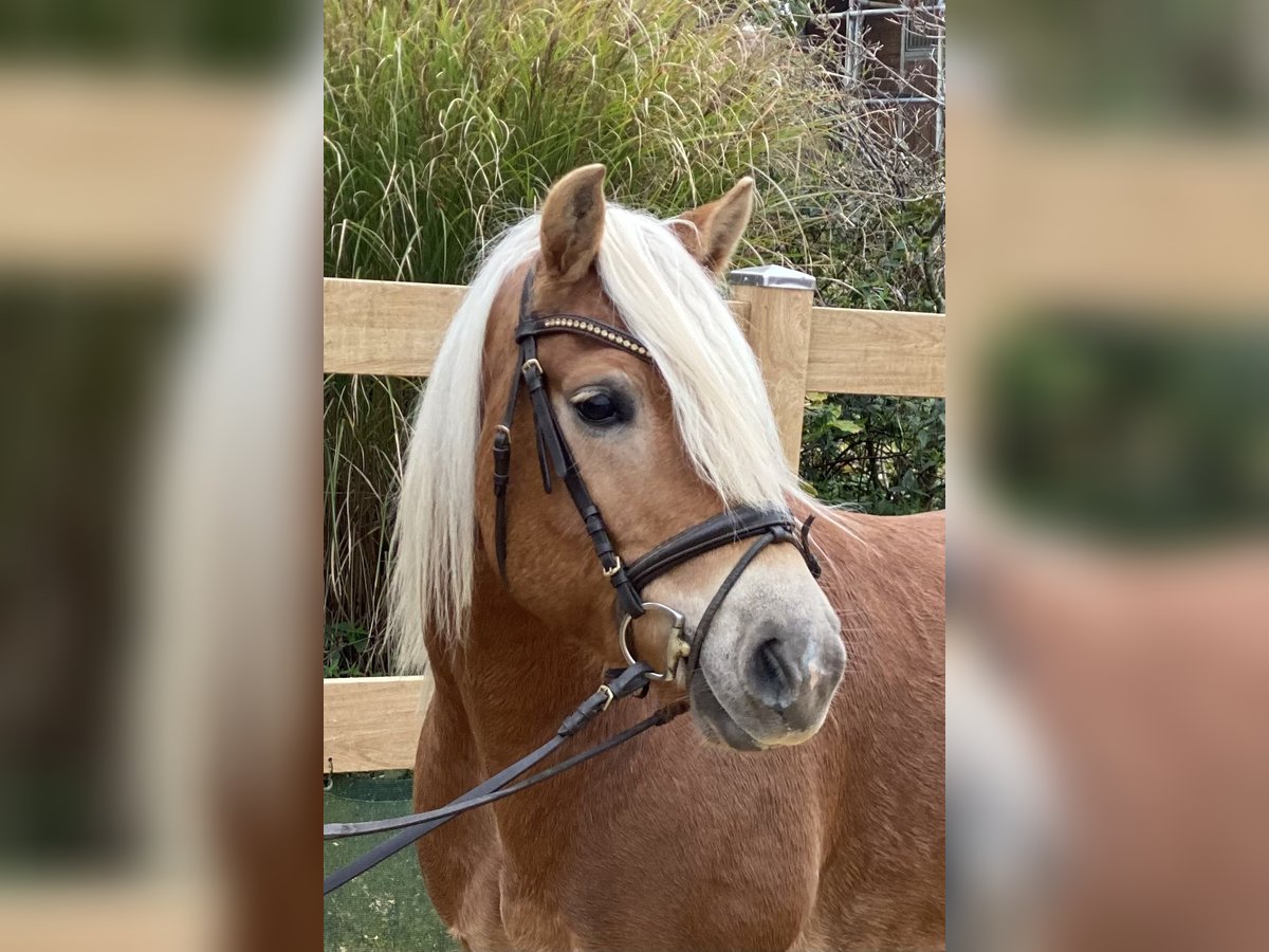 Haflinger Caballo castrado 9 años 148 cm Alazán in Iggingen