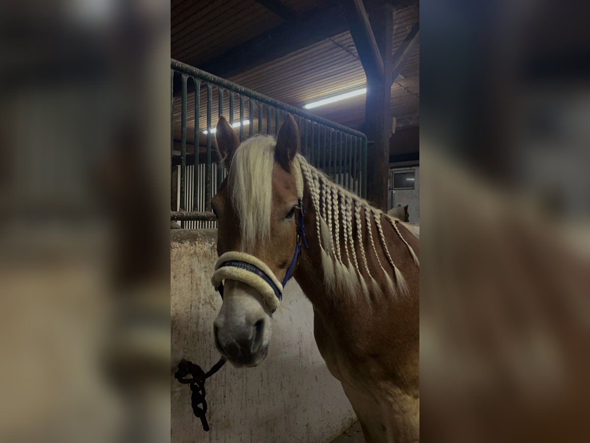 Haflinger Caballo castrado 9 años 148 cm Alazán in Neuhof an der Zenn