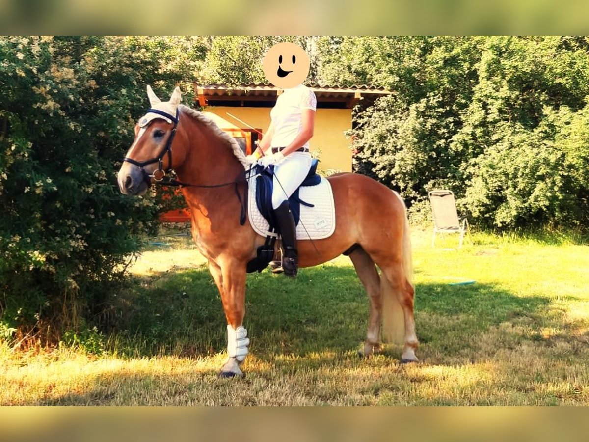 Haflinger Caballo castrado 9 años 149 cm Alazán rojizo in Fischamend