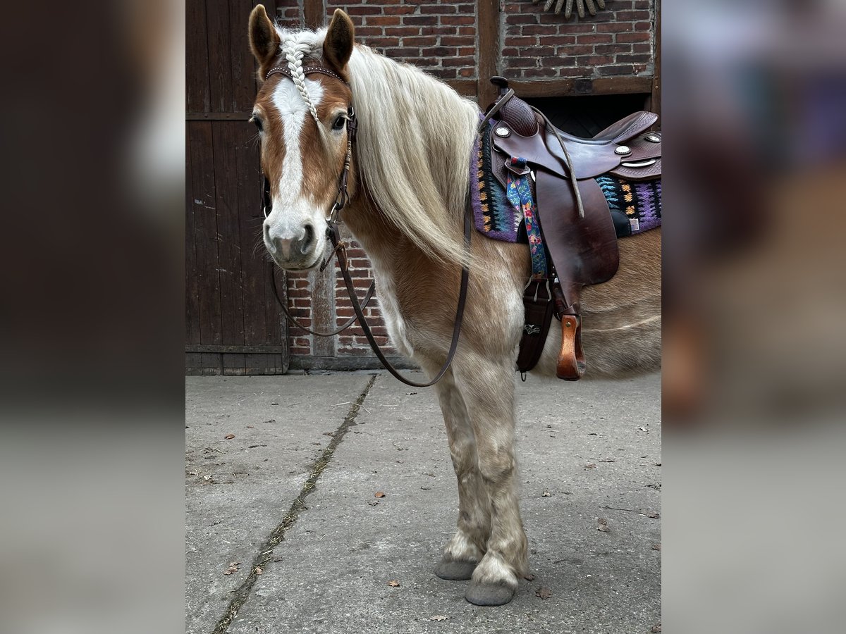 Haflinger Caballo castrado 9 años 150 cm in Wadersloh