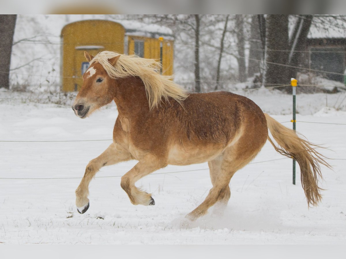 Haflinger Caballo castrado 9 años 156 cm Alazán in Ottenhofen Haflinger Caballo castrado 9 años 156 cm Alazán in Ottenhofen
