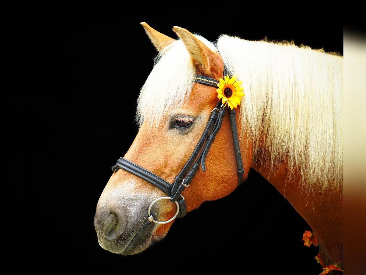 Haflinger Étalon 10 Ans 146 cm Alezan in Kirchhundem