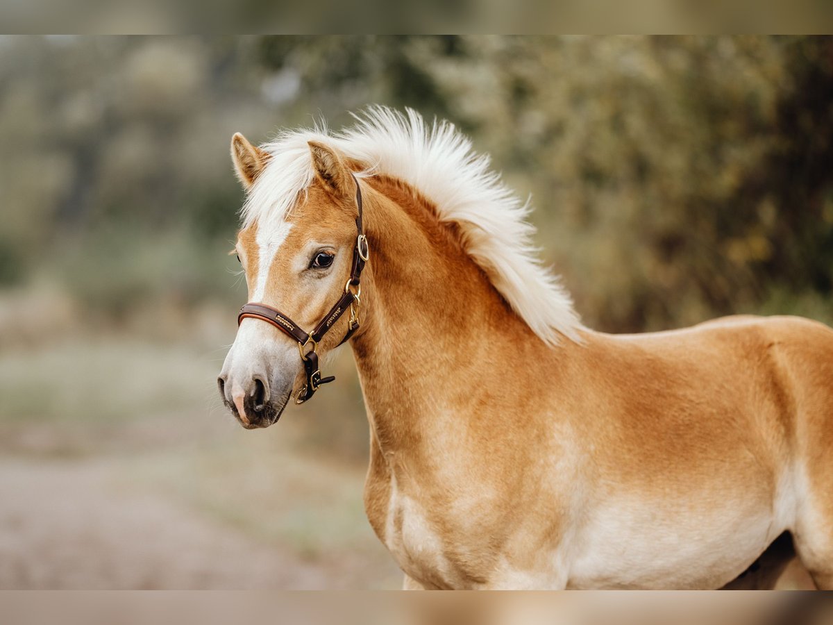 Haflinger Étalon 1 Année 150 cm Alezan in Trebbin