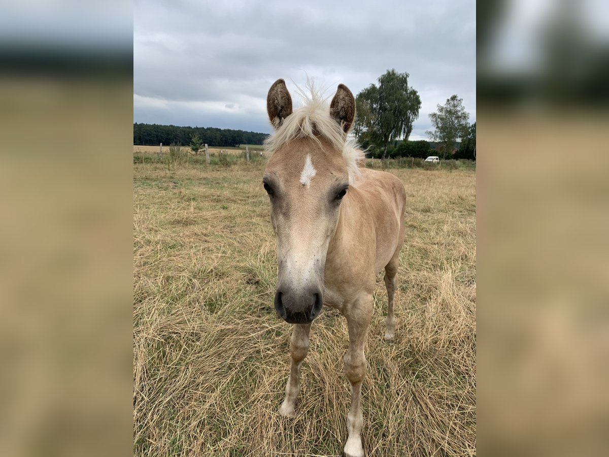 Haflinger Étalon 1 Année 150 cm Alezan in Suhlendorf