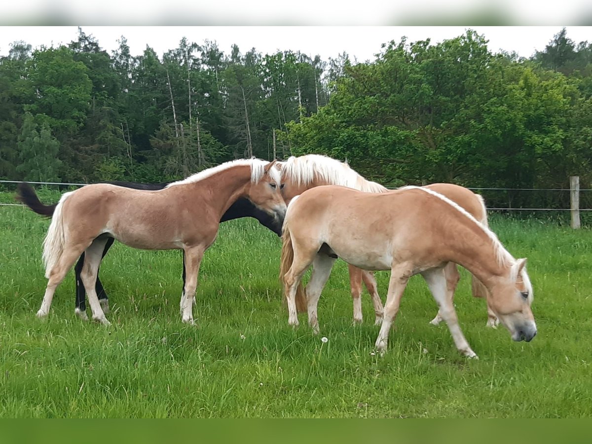 Haflinger Étalon 1 Année 150 cm Alezan in Wabern-Harle