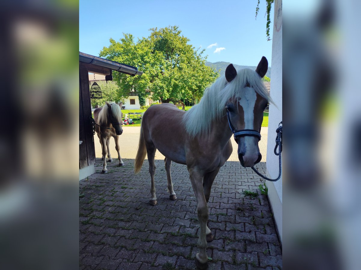 Haflinger Étalon 1 Année 150 cm Alezan in Ruhpolding