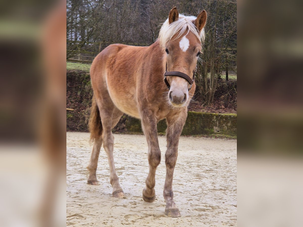 Haflinger Étalon 1 Année 150 cm Alezan in Hillesheim