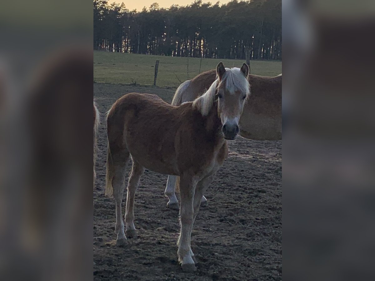 Haflinger Étalon 1 Année 150 cm in Suhlendorf