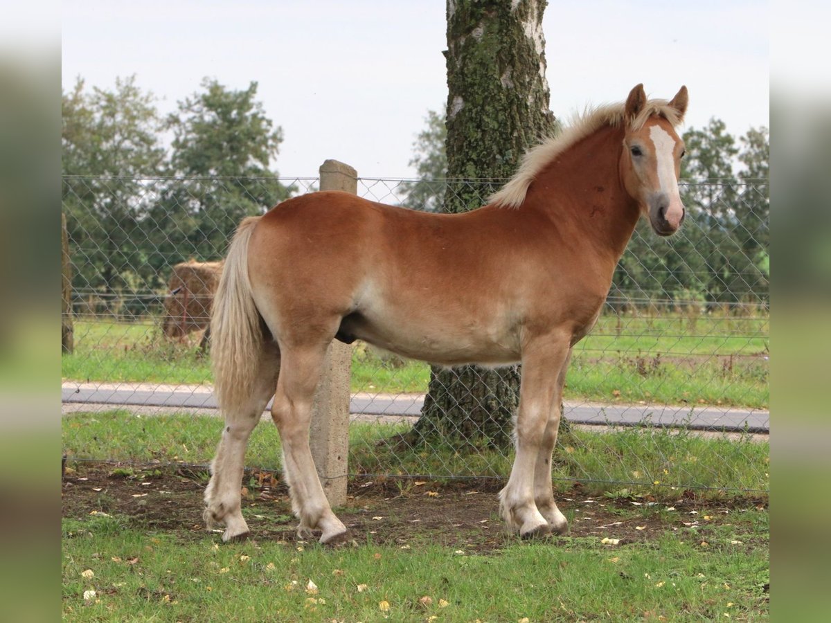 Haflinger Croisé Étalon 1 Année 155 cm Alezan in GNEWIKOW