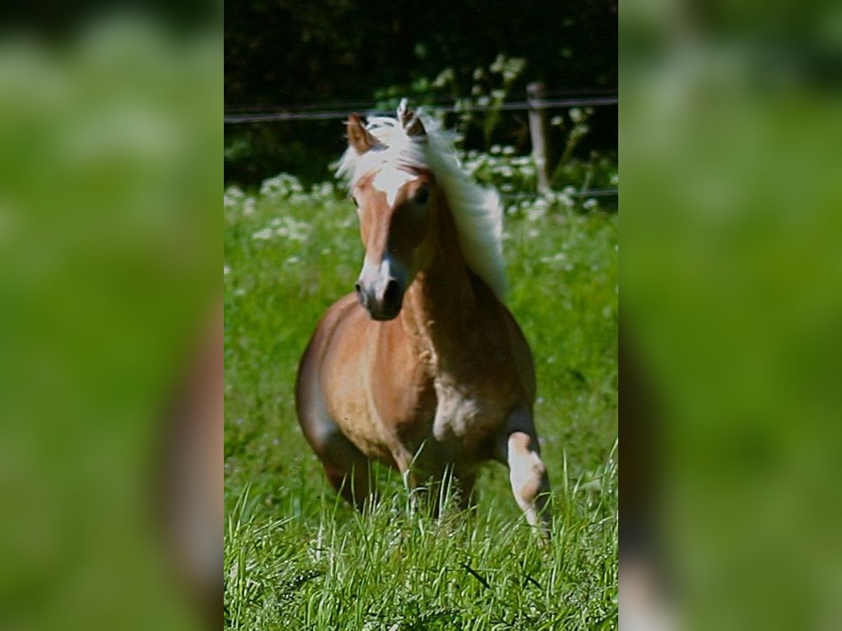 Haflinger Étalon 1 Année Alezan in Edelstal