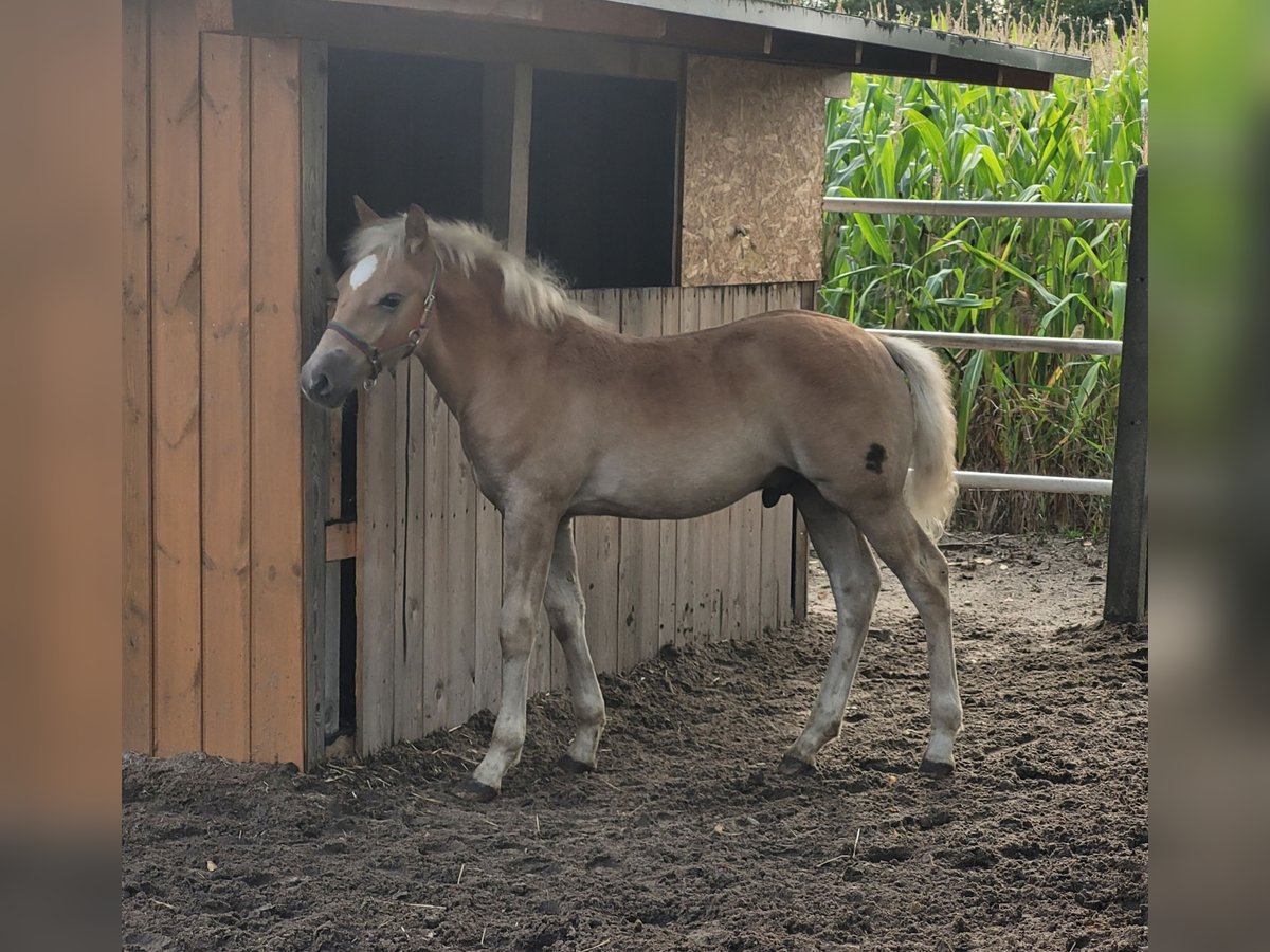 Haflinger Étalon 1 Année Alezan in Wolica