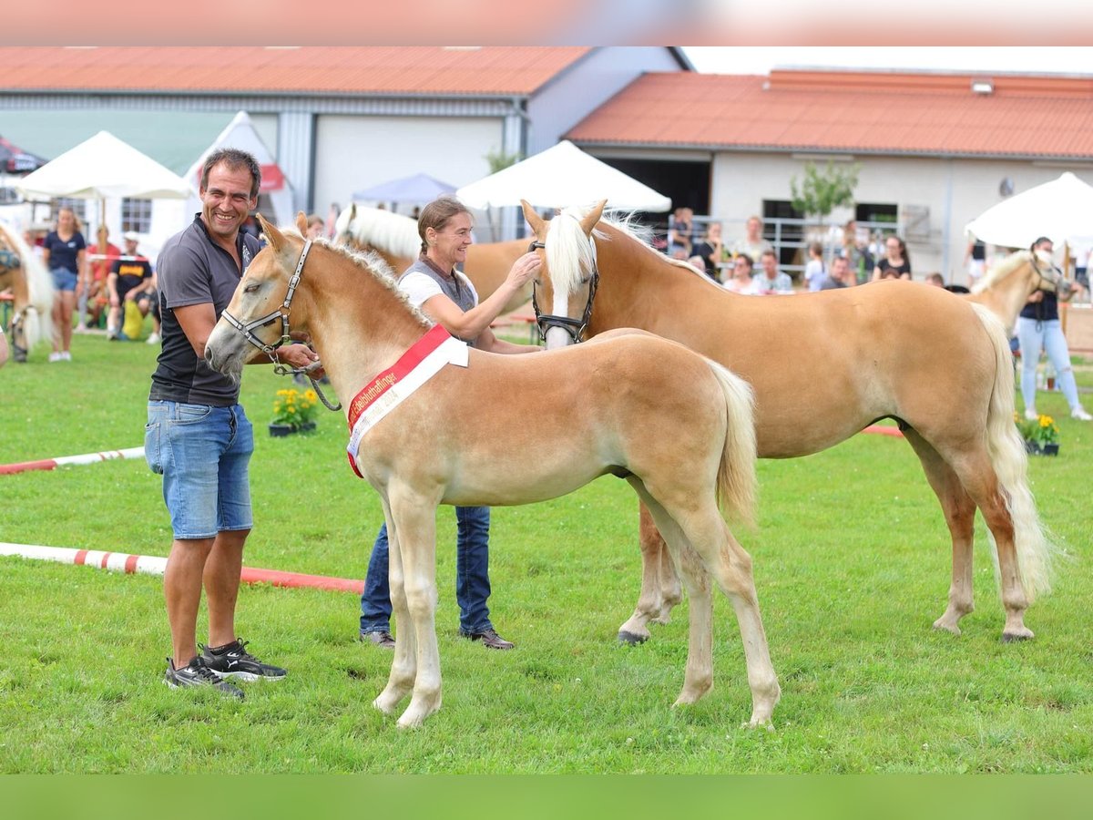 Haflinger Étalon 1 Année in Heideck