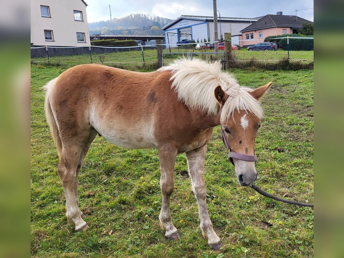 Haflinger Étalon 1 Année in Bereborn