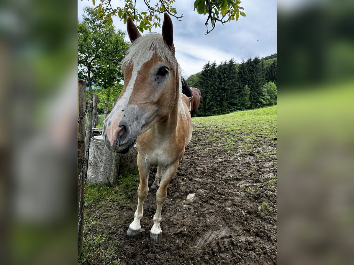 Haflinger Étalon 1 Année in Randegg