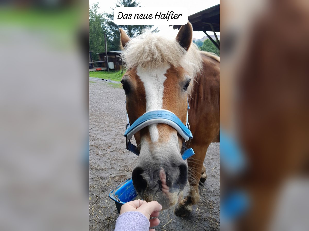 Haflinger Étalon 23 Ans 148 cm Bai in Drosendo