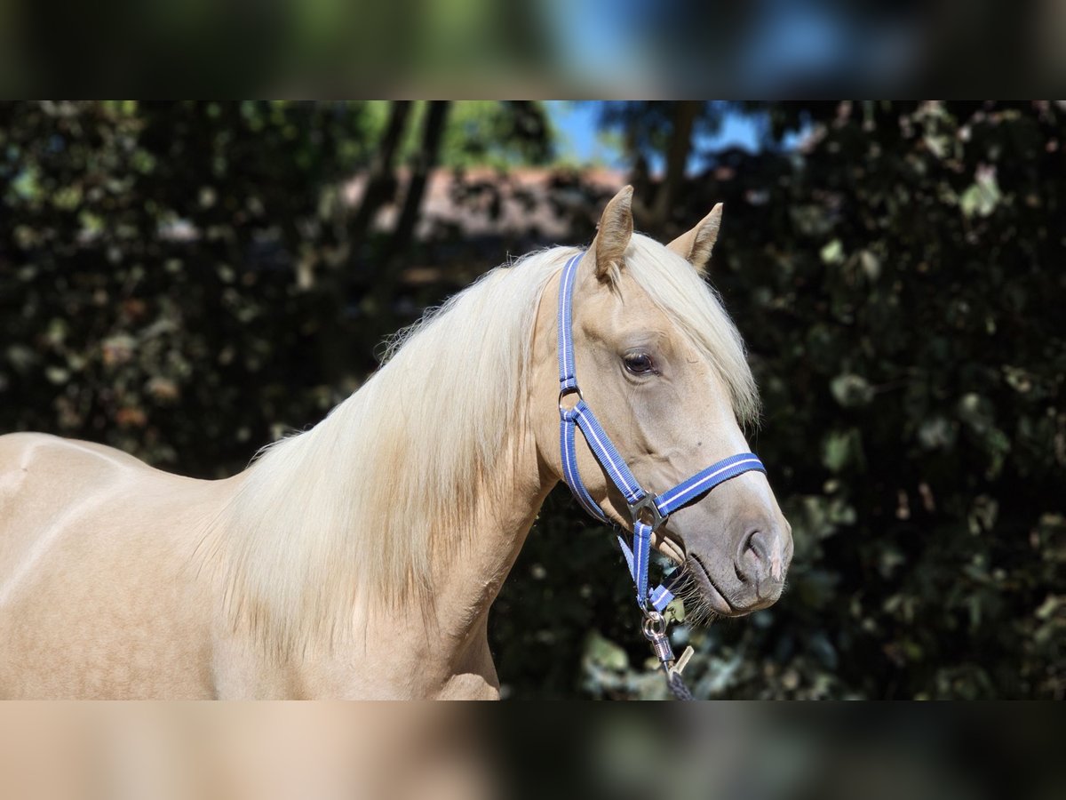 Haflinger Croisé Étalon 2 Ans 137 cm Palomino in Visz