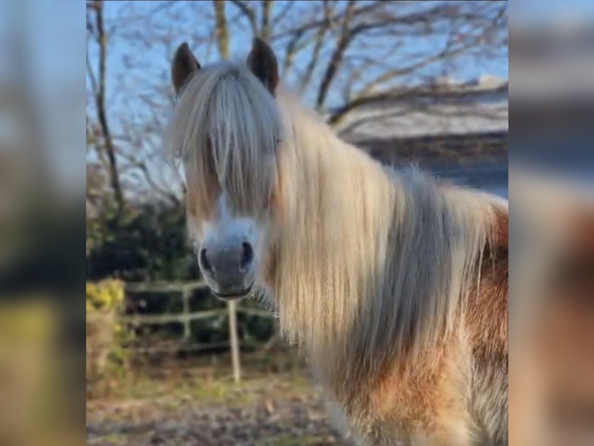 Haflinger Étalon 2 Ans in Niederzier