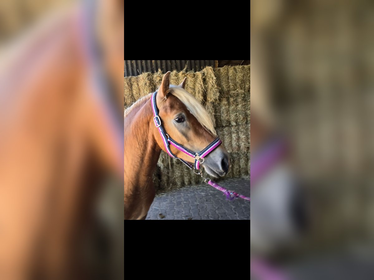 Haflinger Étalon 3 Ans 146 cm Alezan in Rutsweiler/Lauter