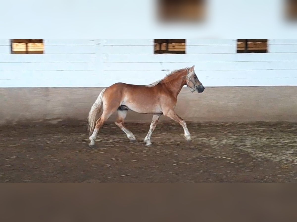 Haflinger Étalon 3 Ans 148 cm Alezan in Niederzier