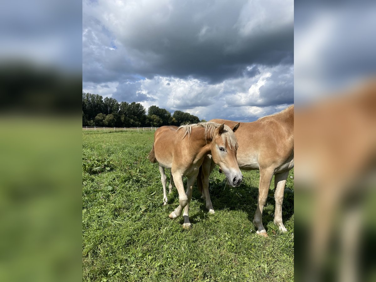 Haflinger Étalon 3 Ans 152 cm in Trebbin