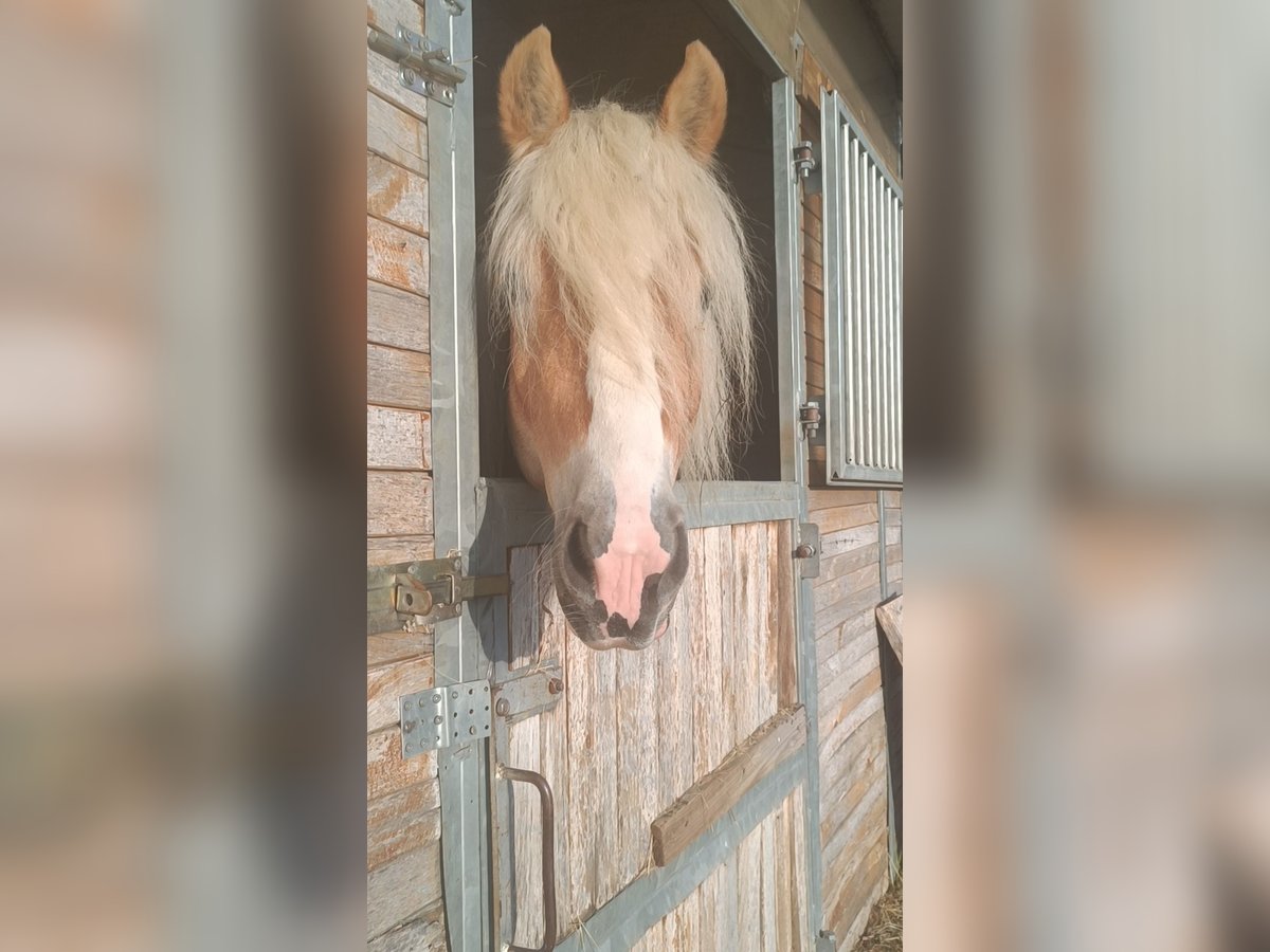 Haflinger Étalon 3 Ans 155 cm Alezan in Matzersdorf