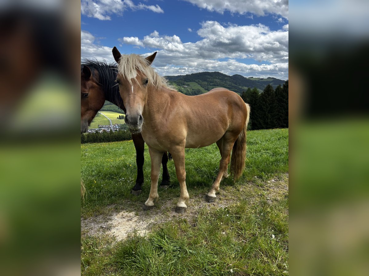 Haflinger Étalon 3 Ans in Randegg