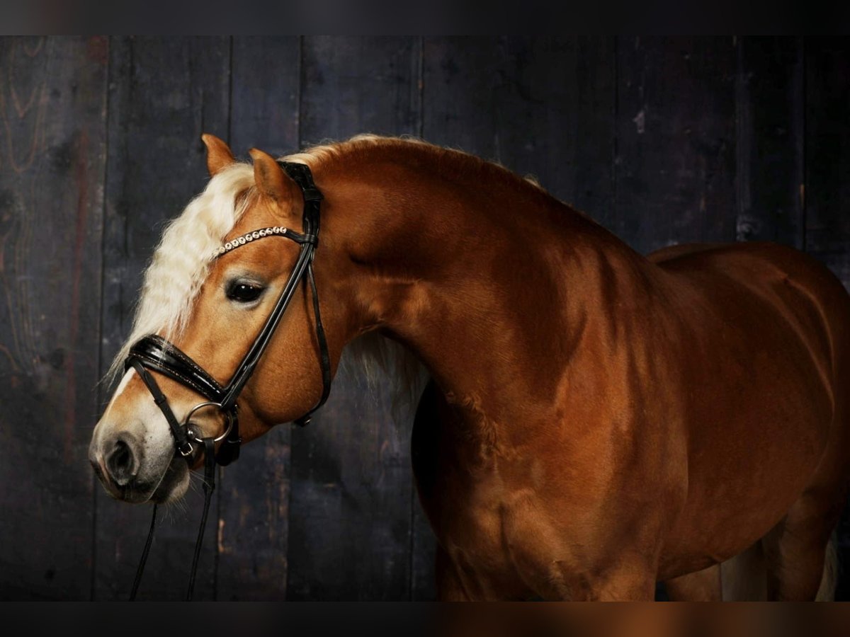 Cheval bâton à roulettes - Haflinger - Fabricant Allemand