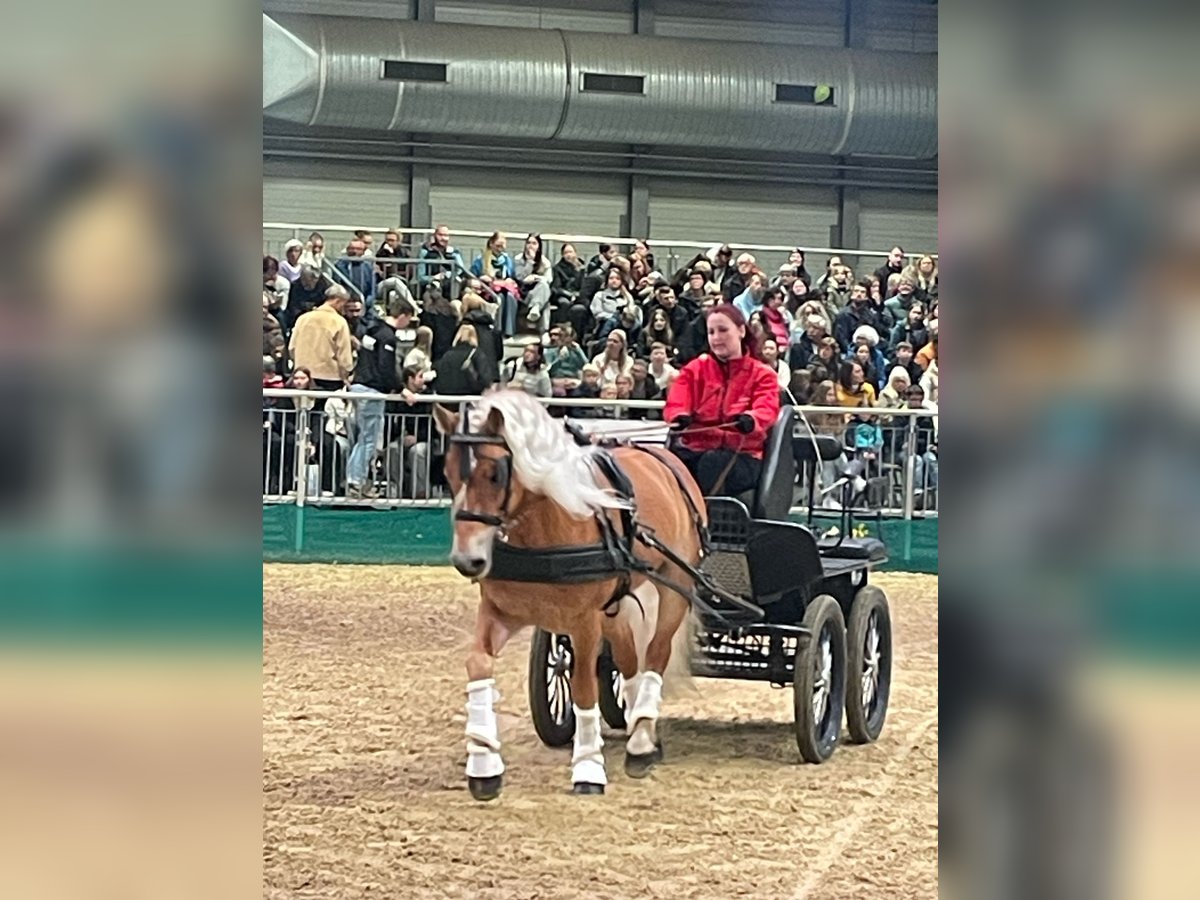 Haflinger Étalon 6 Ans 149 cm Alezan in Herrengosserstedt