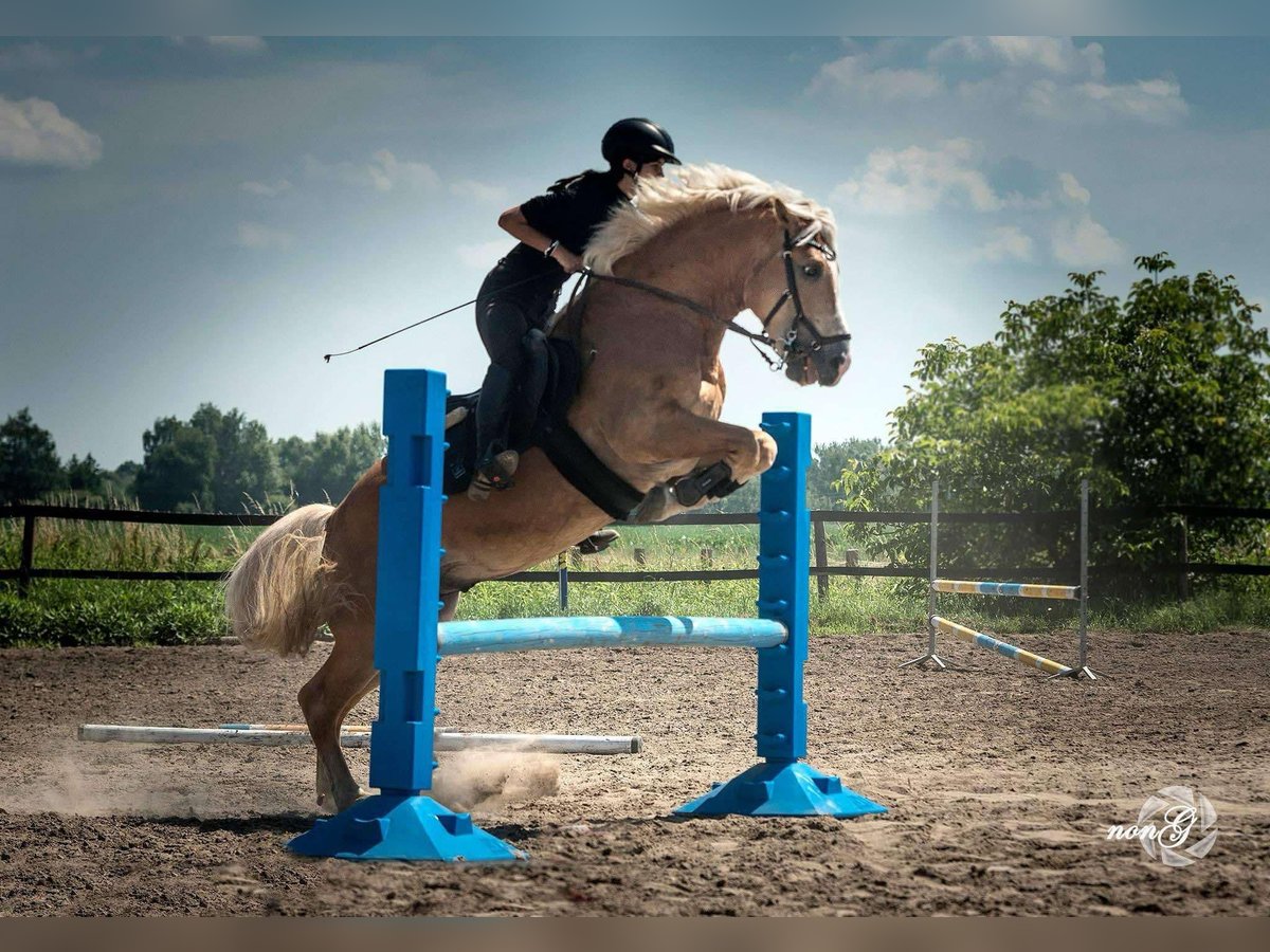 Haflinger Étalon 9 Ans 148 cm Palomino in reńska wieś