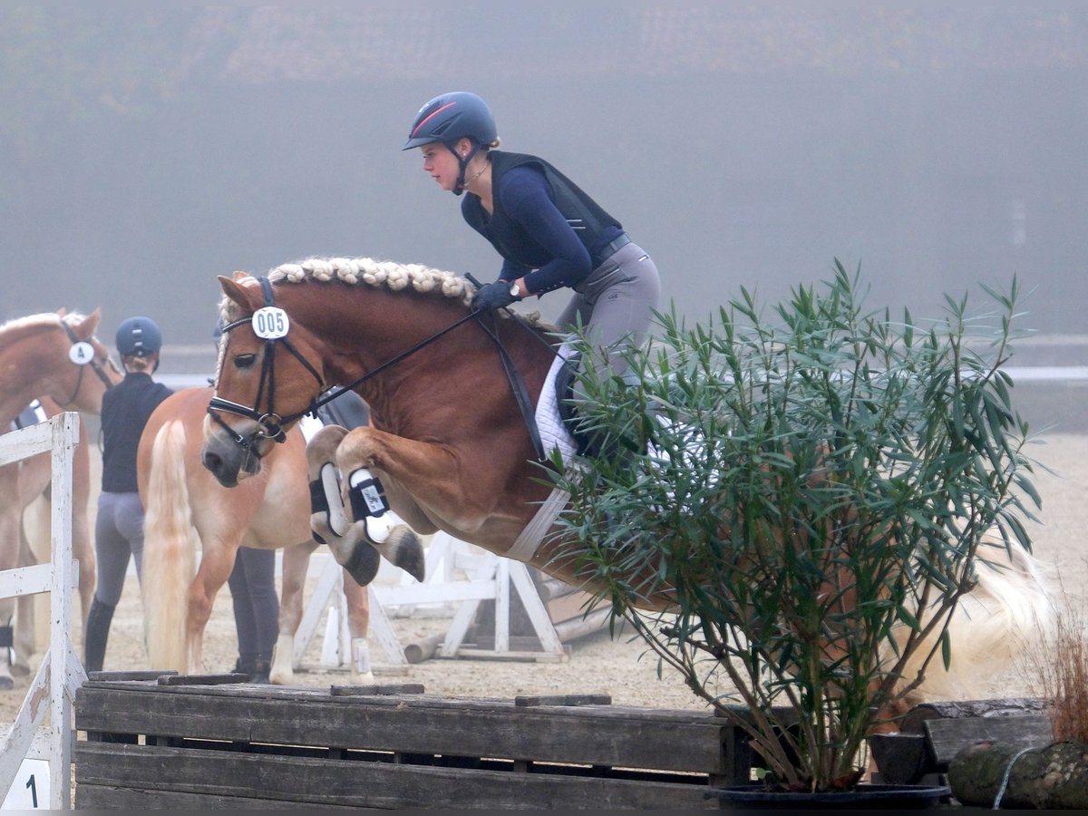 Haflinger Étalon Alezan in Welle