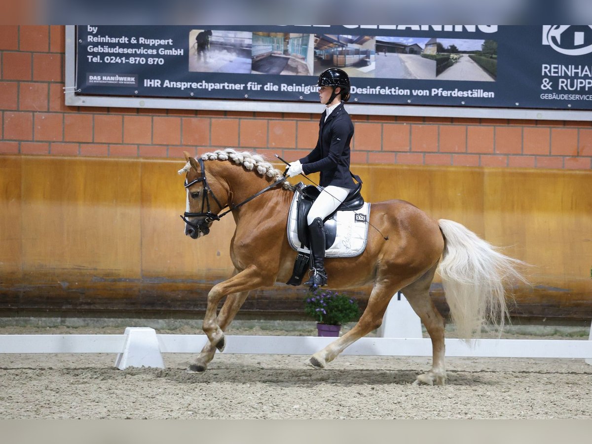 Haflinger Étalon Alezan in Wuppertal