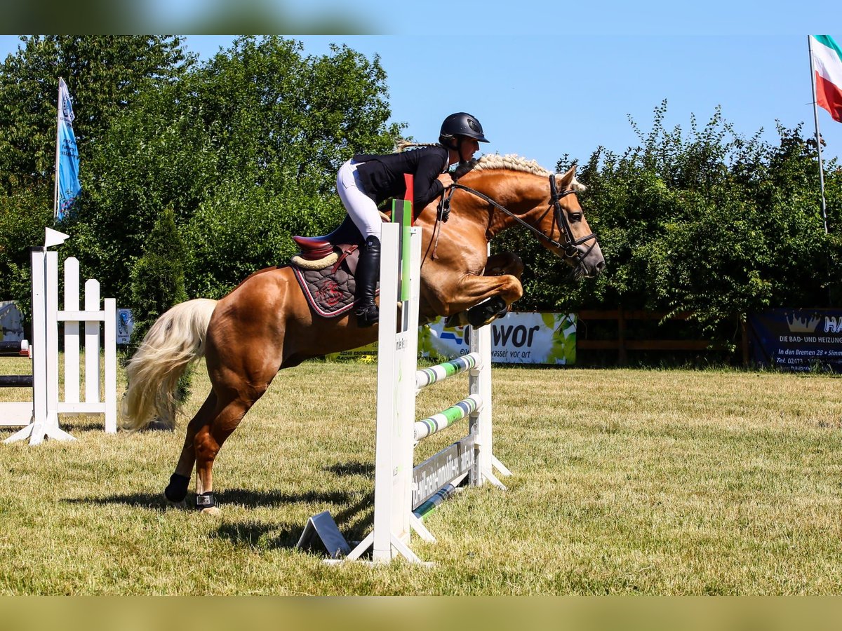 Haflinger Étalon Alezan in Simmerath