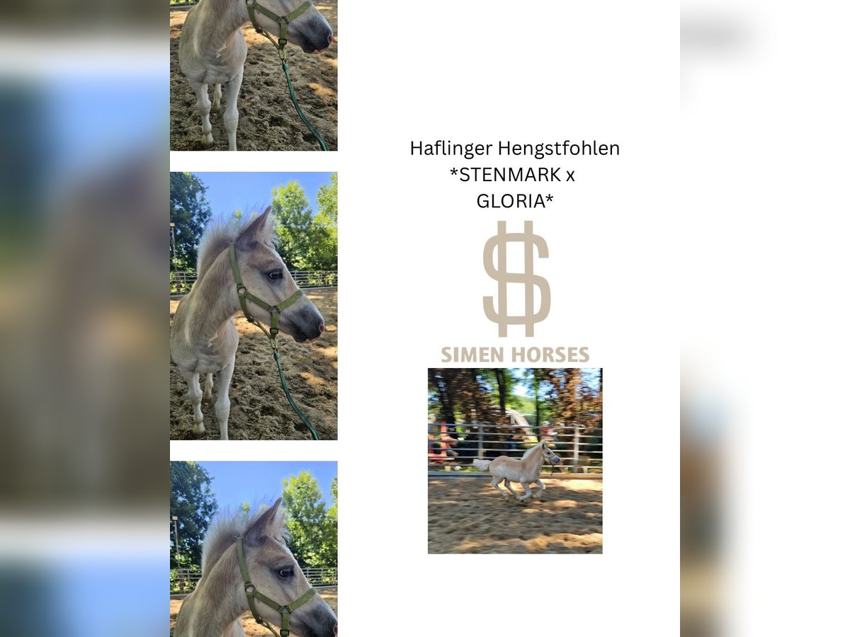 Haflinger Étalon Poulain (03/2025) 147 cm Alezan in Steinen