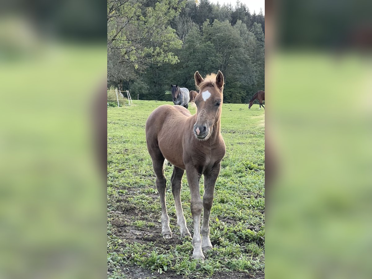 Haflinger Croisé Étalon Poulain (08/2024) 148 cm Alezan in Scheibbs