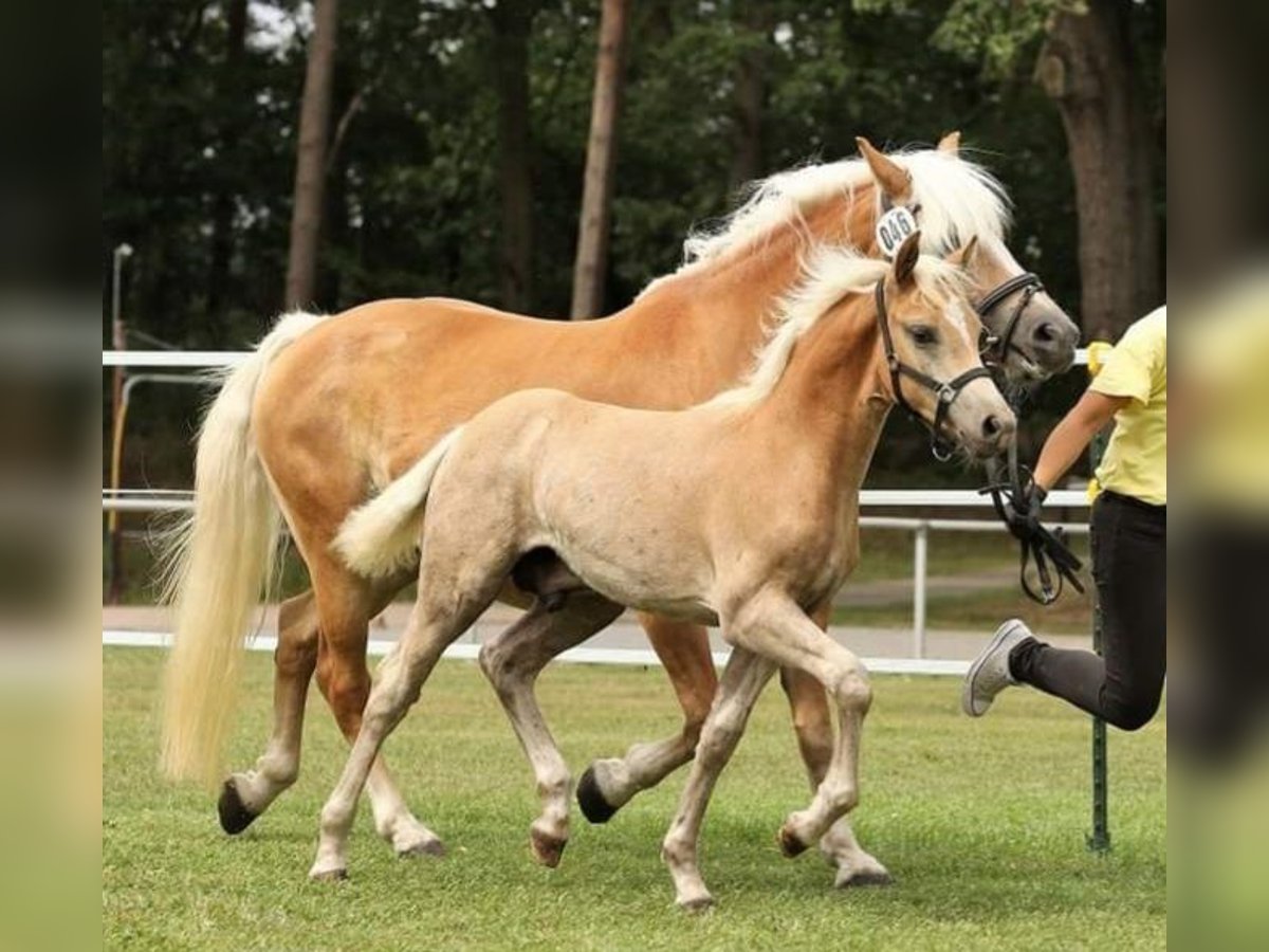 Haflinger Étalon Poulain (05/2024) 150 cm Alezan in Wittingen