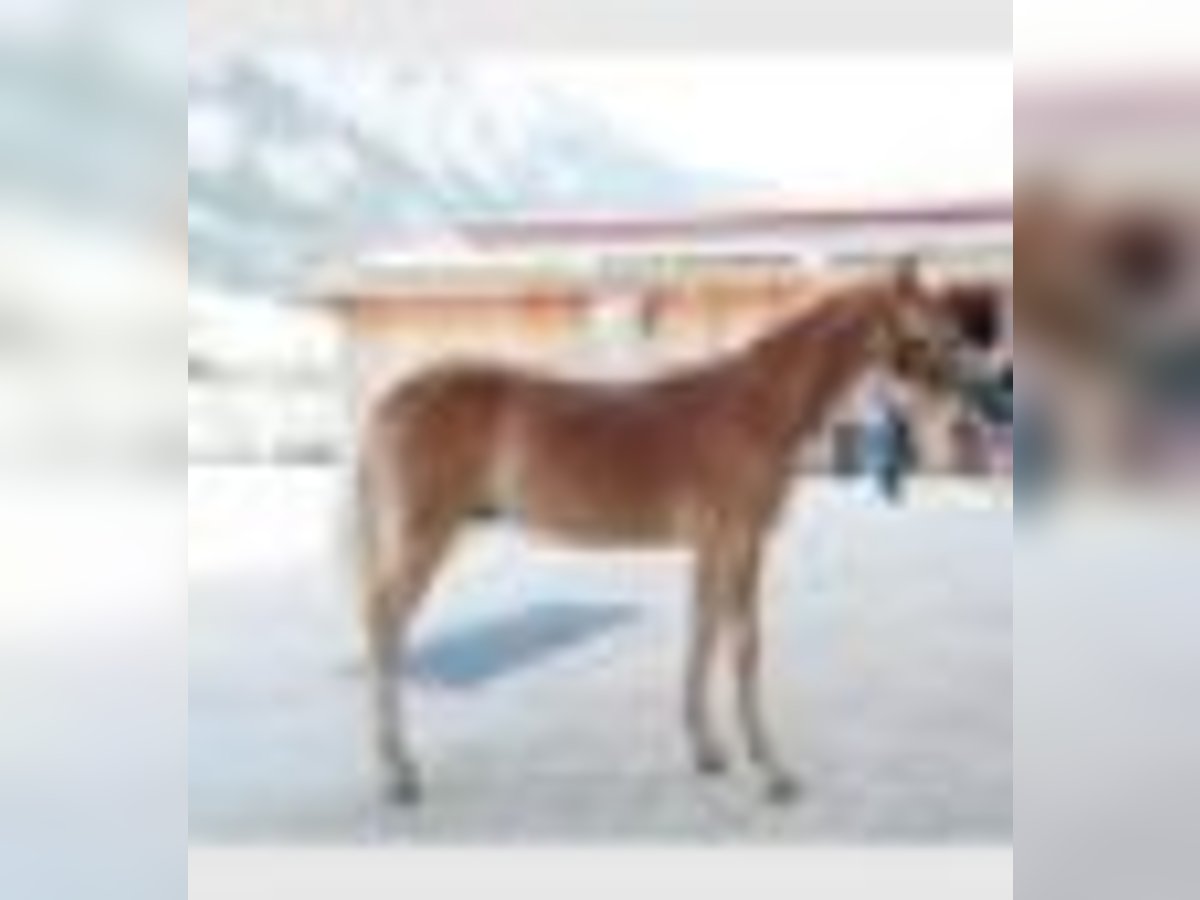 Haflinger Étalon Poulain (01/2024) 150 cm Alezan in Au