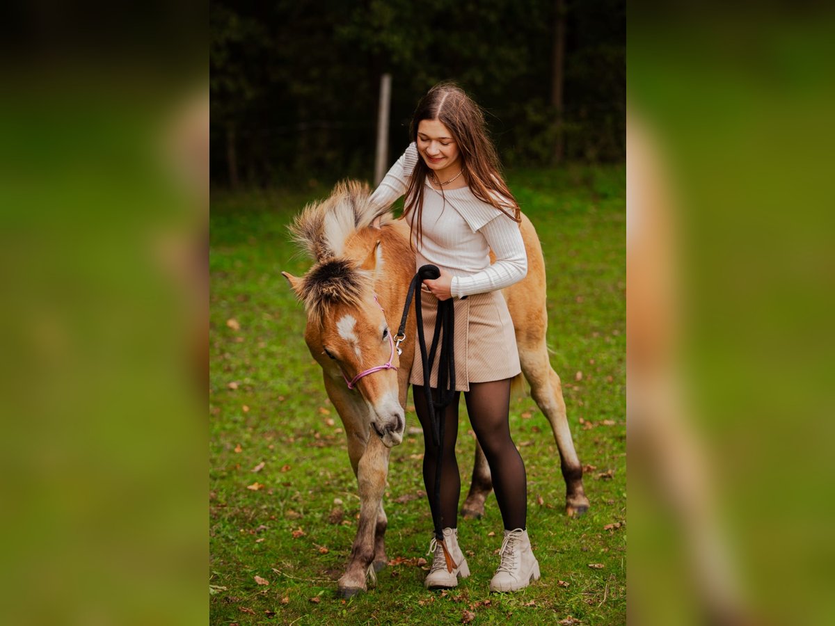 Haflinger Croisé Étalon Poulain (04/2025) 150 cm in Bi&#x144;cze