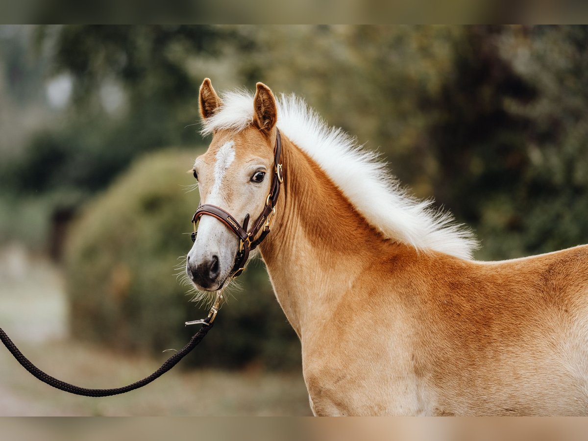 Haflinger Étalon Poulain (04/2024) 152 cm Alezan in Trebbin