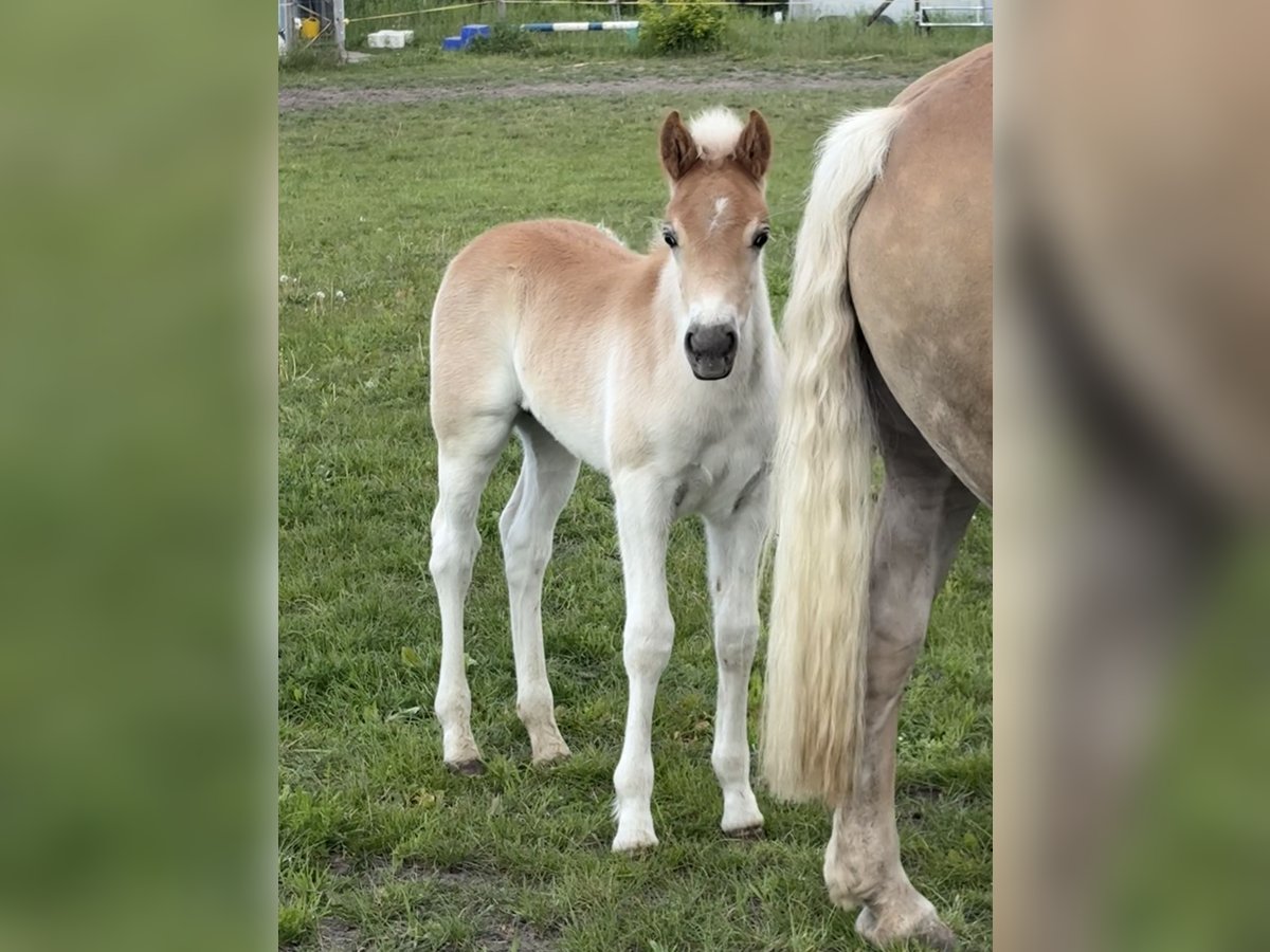 Haflinger Étalon  155 cm Alezan in Oberkrämer