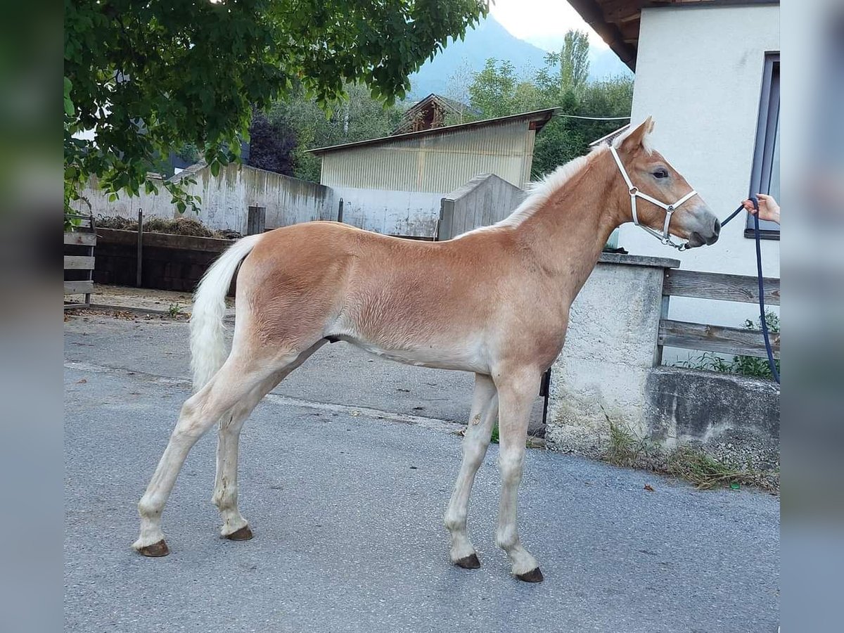 Haflinger Étalon Poulain (03/2023) 155 cm in Landeck