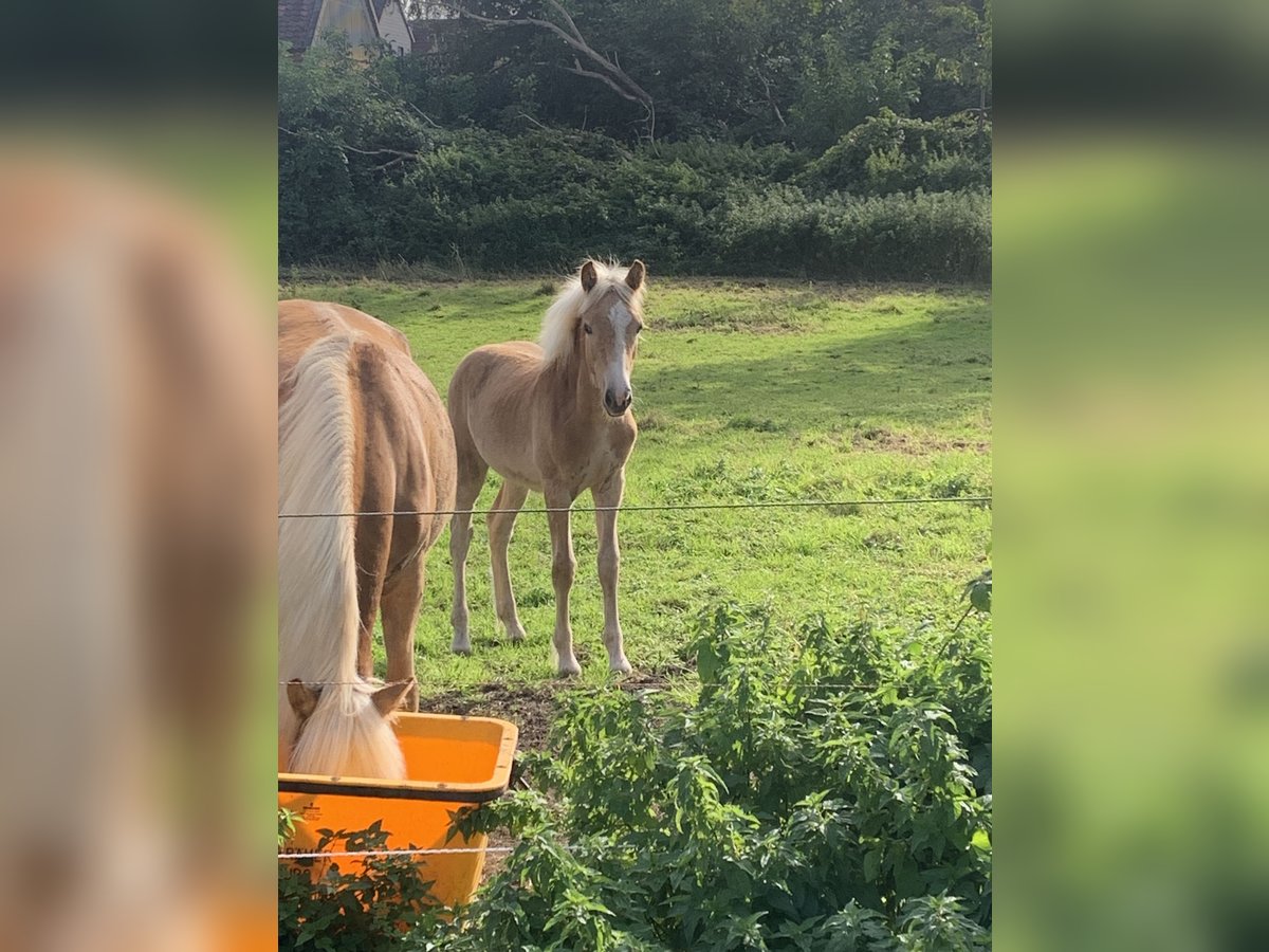 Haflinger Étalon Poulain (04/2024) Alezan in Helmstedt