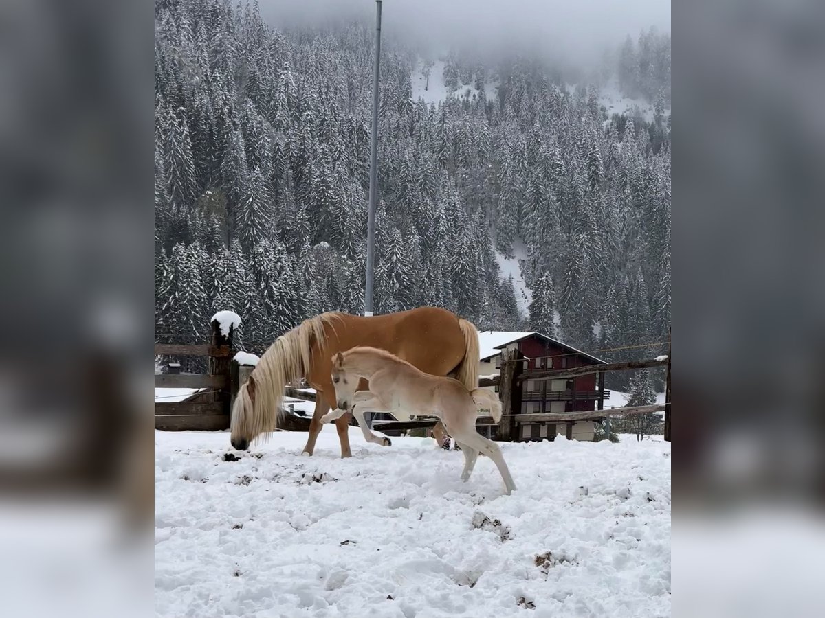 Haflinger Étalon Poulain (04/2024) Alezan in Klösterle