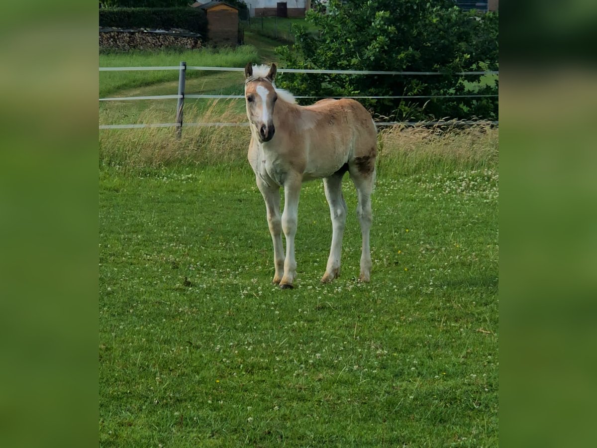 Haflinger Étalon  Alezan in Borchen