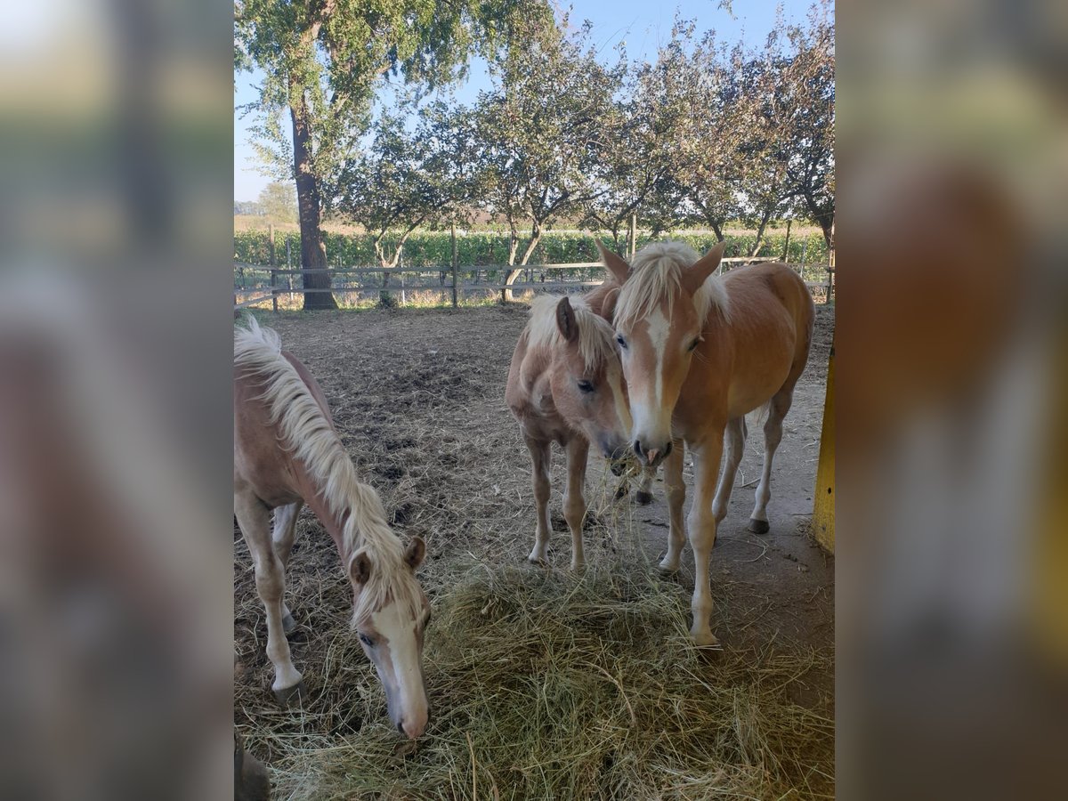 Haflinger Étalon  Alezan in Wallern im Burgenland