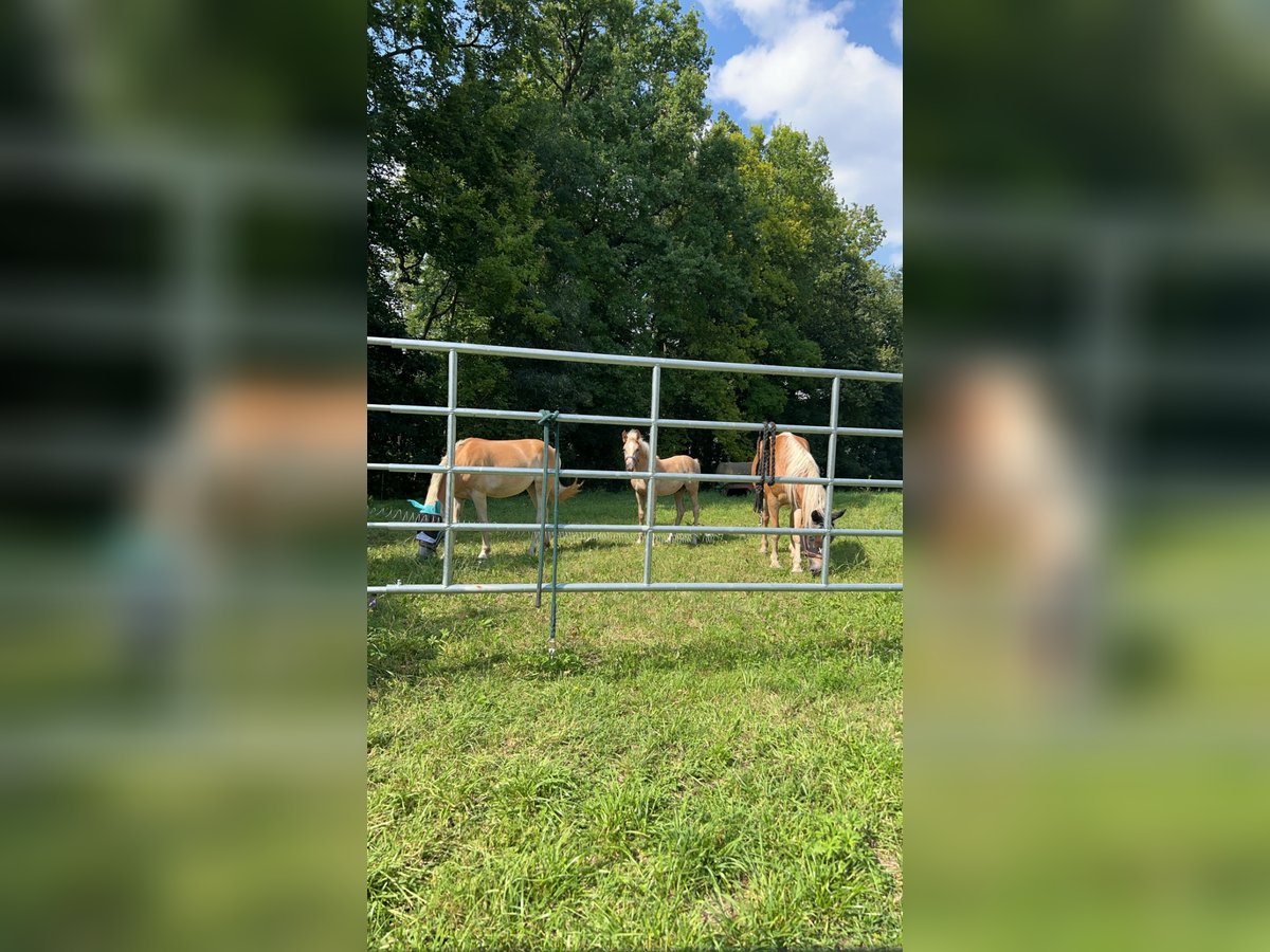 Haflinger Étalon Poulain (04/2024) Bai clair in Boxberg