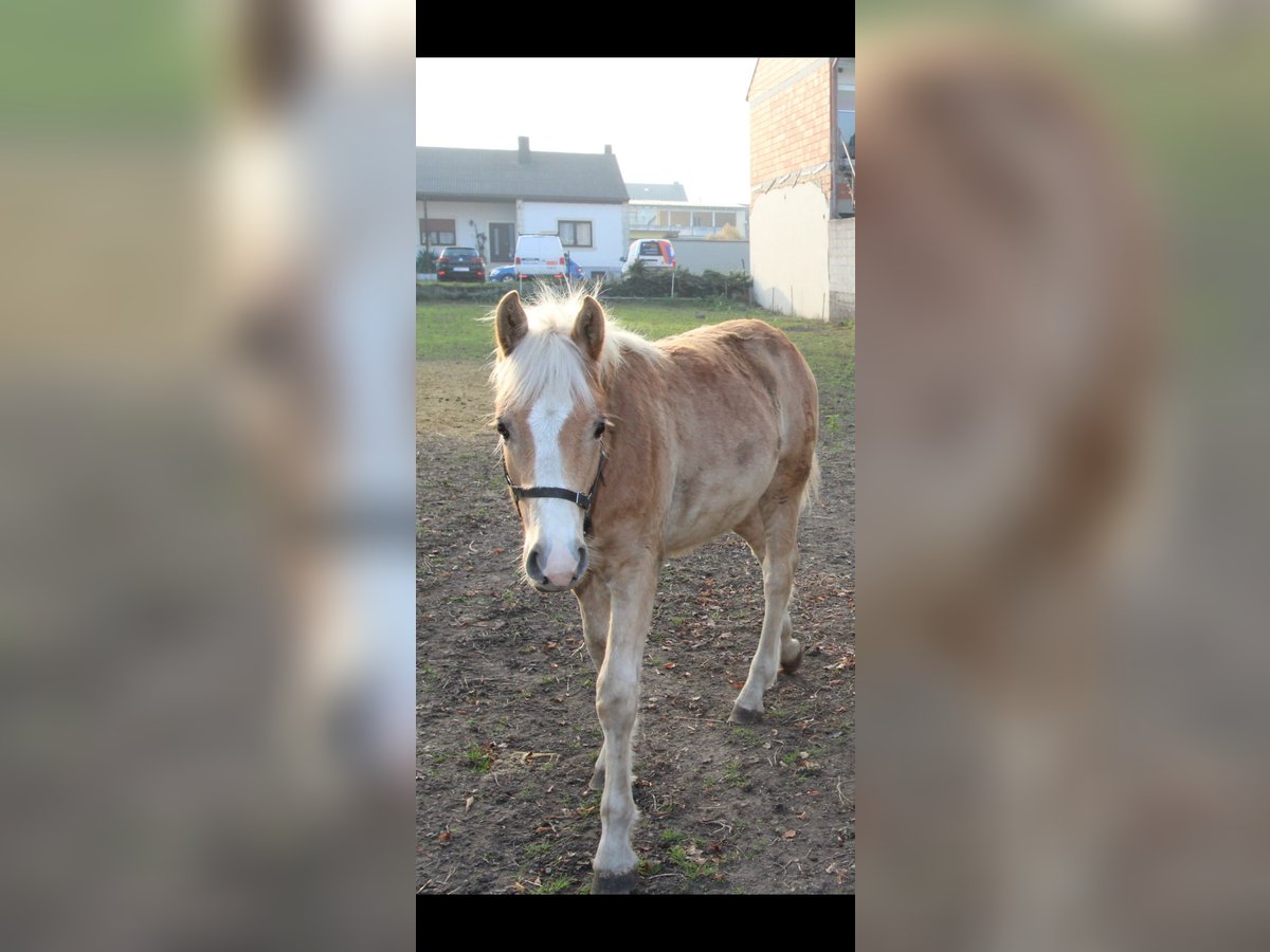 Haflinger Étalon  in Wallern im Burgenland