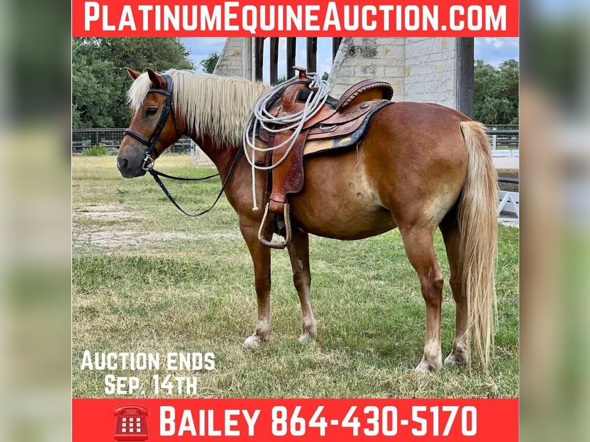 Haflinger Gelding 10 years 13 hh Chestnut in Canyon TX