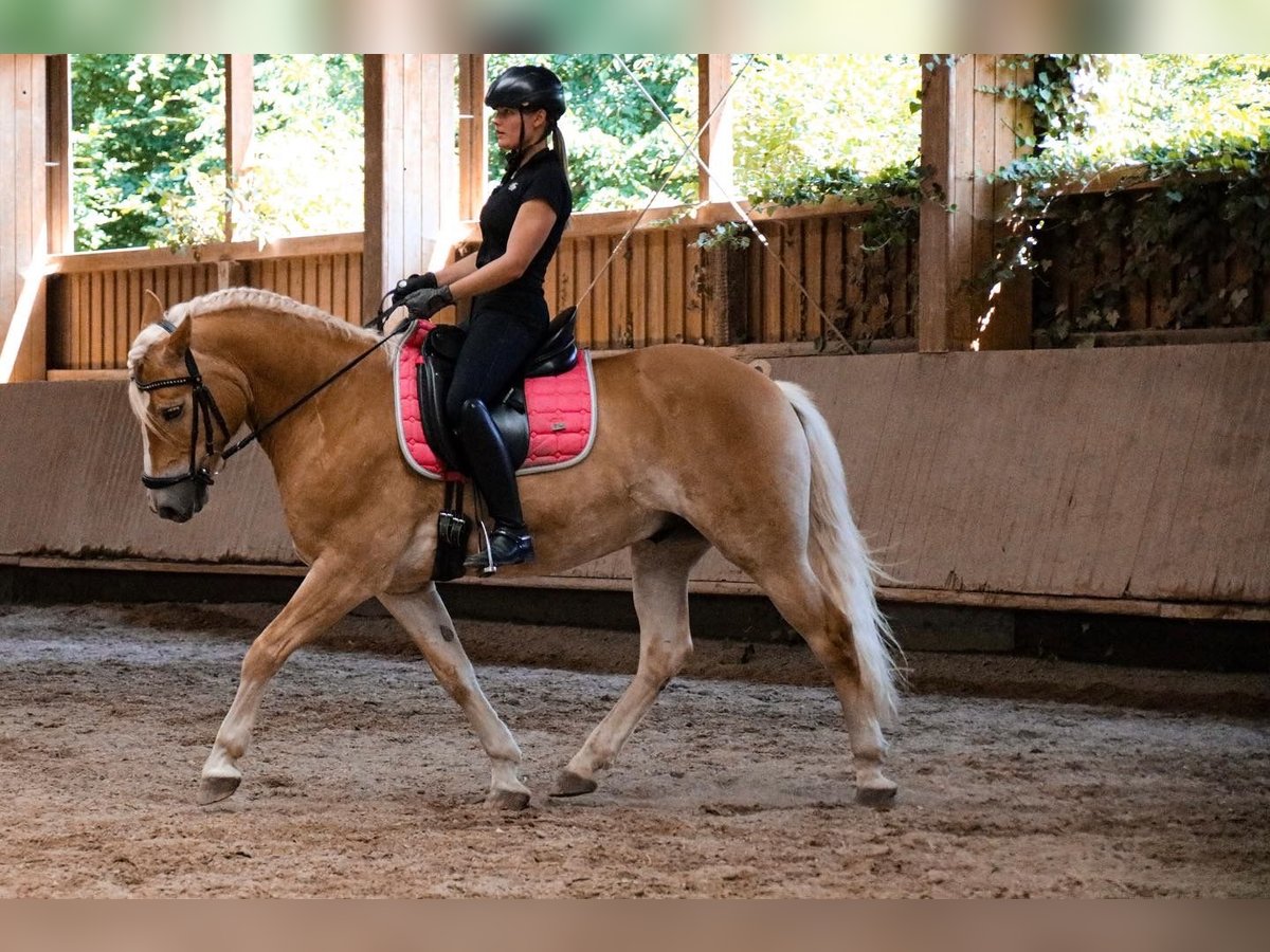 Haflinger Gelding 10 years 14,2 hh Chestnut-Red in Heilsbronn