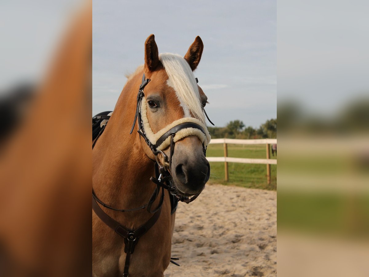 Haflinger Gelding 10 years 15,1 hh in Seeth