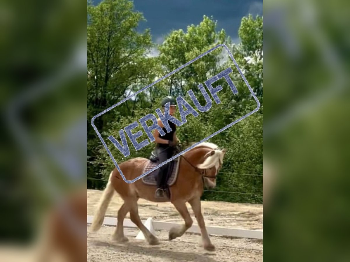 Haflinger Gelding 10 years in Stainz